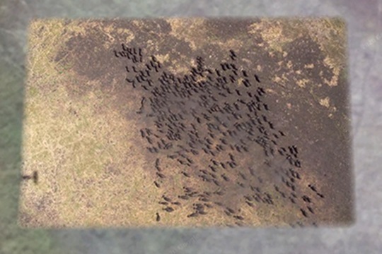 قطيع كبير من الجاموس في احد المحميات الطبيعية في تنزانيا