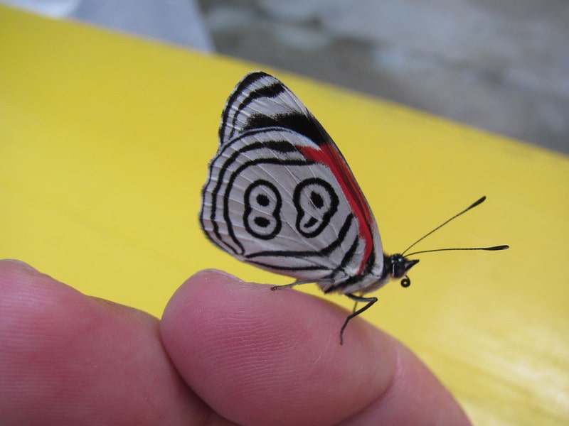 دليل السياحة فى بينانج: مزرعة الفراشات - Entopia Penang